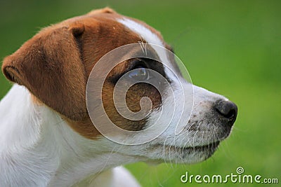 Adorable Jack Russell Terrier dog in a lush, grassy meadow. Stock Photo