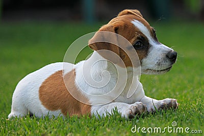 Adorable Jack Russell Terrier dog in a lush, grassy meadow. Stock Photo