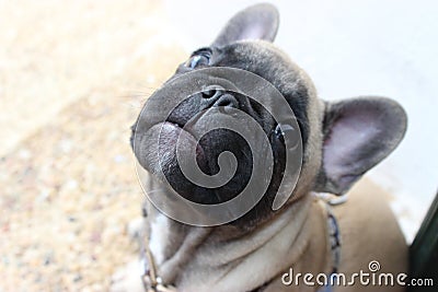 Cutie adorable Pug yawning kind and loving Stock Photo