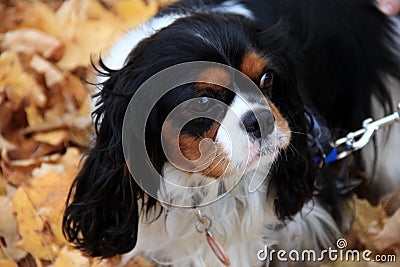 Adorable King Charles Spaniel on leash,playing in Fall leaves Stock Photo