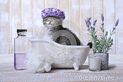 Adorable Kitten in A Bathtub Relaxing Stock Photo