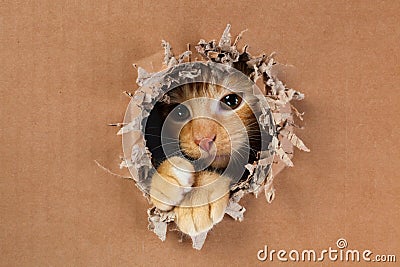 Adorable kitten clawing and biting at hole in cardboard box. Ginger tabby cat Stock Photo