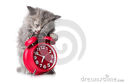 Adorable kitten with red alarm-clock isolated copyspace Stock Photo