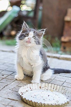 Adorable kitten Stock Photo