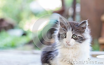 Adorable kitten Stock Photo