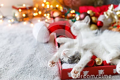 Adorable kittens sleeping on cozy santa hat with red and gold baubles in festive lights Stock Photo