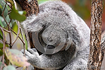 Adorable koala perched in the lush foliage of a tree Stock Photo