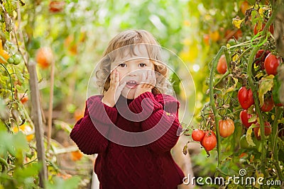 Unhappy little gardener, tomato disease Phytophthora Infestans. Stock Photo