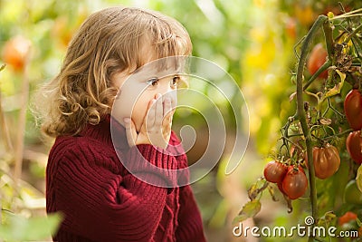 Unhappy little gardener, tomato disease Phytophthora Infestans. Ripe red tomatoes get sick by late blight. Stock Photo