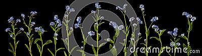 Adorable litte forget-me-not, myosotis, scorpion grass flowers isolated on black Stock Photo