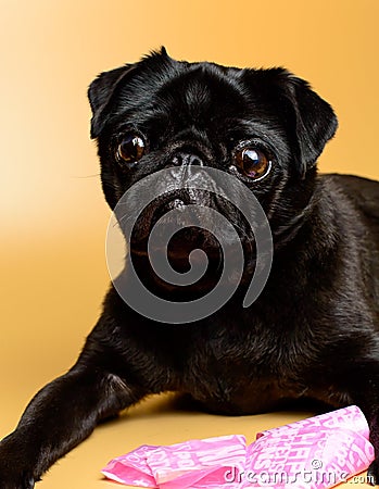 Adorable and little, black pug - is waiting for the next order. Mops on a yellow background with pink poop bag. Stock Photo