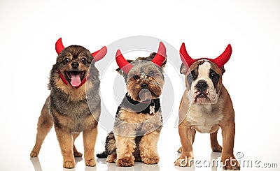 3 adorable little dogs wearing devil costume for halloween Stock Photo