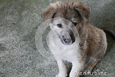 Gray Puppy Dog Sitting on the Ground Stock Photo