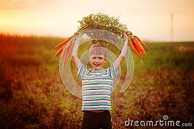 Adorable little kid boy picking carrots in domestic garden on the sunset Stock Photo