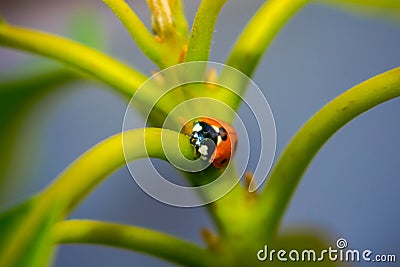 Adorable little lucky lady bug Stock Photo