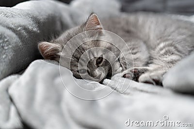 Adorable little pet. Cute child animal. Cute little kitten of gray color of Scottish Straight breed is sleeping sweetly Stock Photo