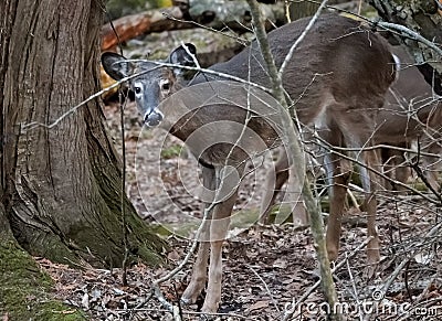 Adorable Little Whitetail Deer Standing in Quiet Forest Stock Photo