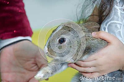 adorable lopsided bunny in hands. cute pet rabbit being cuddled by his owner. concept of love for animals. love your pet. don't Stock Photo