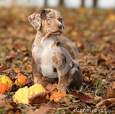 Louisiana Catahoula puppy with pumpkins in Autumn Stock Photo