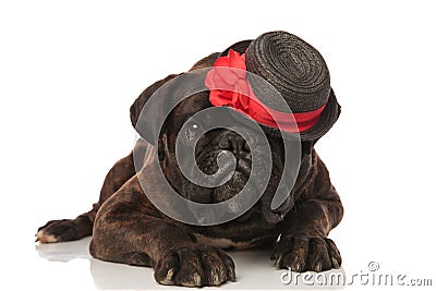 Adorable lying boxer with black hat sitting on eye Stock Photo