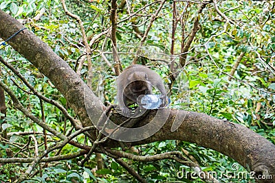 An adorable macaque monkey having a good time on a tree, while posing for the camera in Ubud, Bali Stock Photo