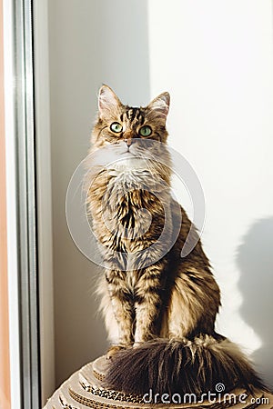 Adorable Main coon with green eyes and funny amusing emotion relaxing in sunlight. Cute tabby cat proudly sitting on window sill Stock Photo