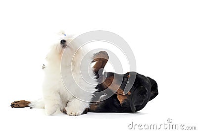 An adorable Maltese and an ErdÃ©lyi kopÃ³ playing on white background Stock Photo