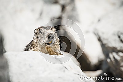 Marmot groundhog emerging from its burrow in the alpine rockies Stock Photo