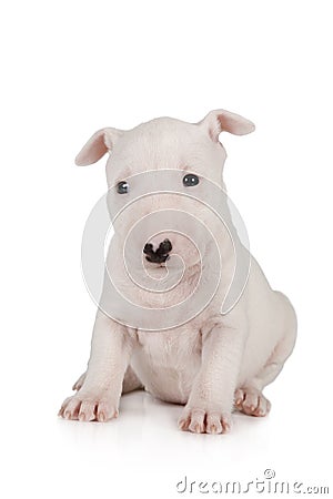 Adorable Miniature Bull Terrier puppy one month old Stock Photo