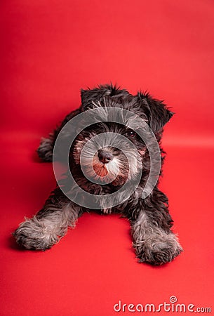 Adorable Miniature puppy Schnauzer looking at the camera on a red background - studio shot Stock Photo