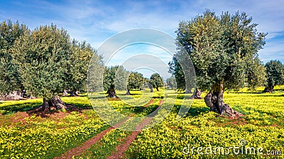 Adorable morning scene of olive garden. Attractive spring view of Milazzo cape, Sicily, Italy, Europe. Stock Photo