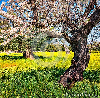 Adorable morning scene of olive garden with blooming aple tree.Splendid spring view Milazzo cape, Sicily, Italy, Europe. Stock Photo