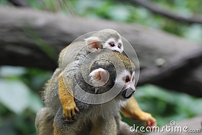 Adorable Mother and Baby Squirrel Monkey Together Stock Photo