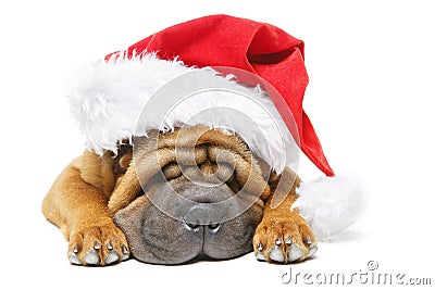 Shar pei puppy in christmas hat Stock Photo