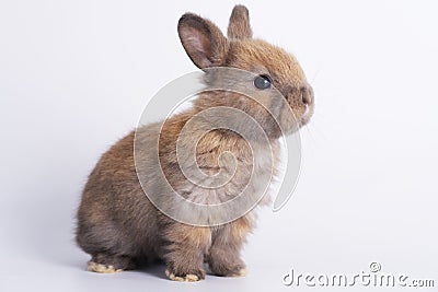 Adorable newborn baby rabbit bunnies brown looking at something while sitting over isolated white background. Easter bunny animal Stock Photo