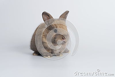 Adorable newborn baby rabbit bunnies brown looking at something sitting over isolated white background. Puppy lovely furry brown Stock Photo