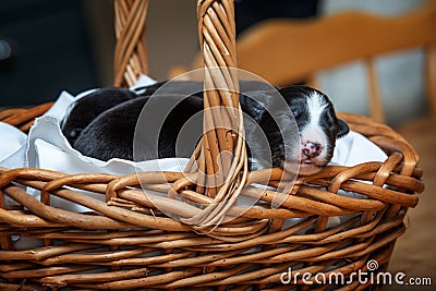 Adorable newborn border collie puppies in basket Stock Photo