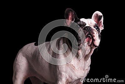 Adorable nine years old french bulldog female standing Stock Photo