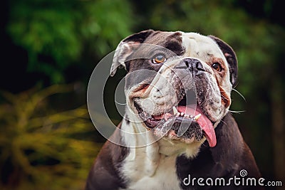 Olde English Bulldogge in nature Stock Photo