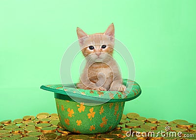 Adorable orange tabby kitten in a green St Patty`s Day hat surrounded by gold coins Stock Photo