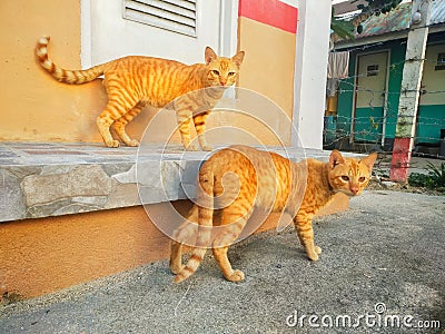 The adorable orange twin cats. Stock Photo