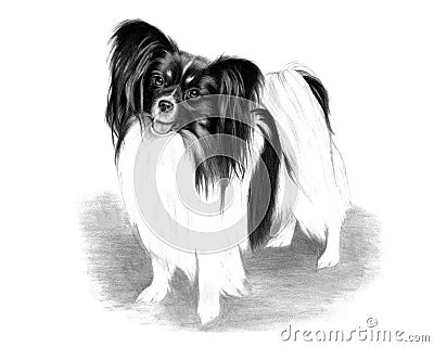 Adorable Papillon Dog Drawing Stock Photo