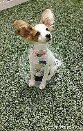 Papillon puppy on her first trip. Stock Photo