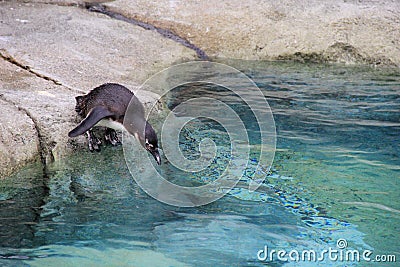 Adorable Penguin, getting ready to go for a swim Stock Photo