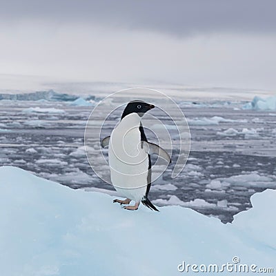 Adorable penguin perched atop a glistening iceberg in a tranquil ocean setting Stock Photo