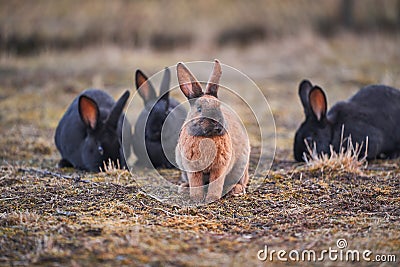 Adorable Picture of herd of cute and fluffy rabbits. Stock Photo