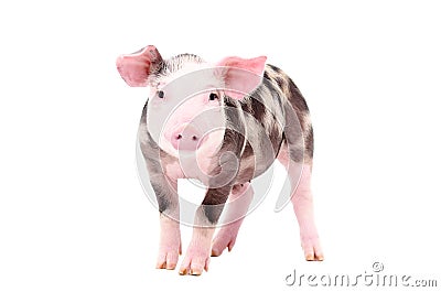 Adorable piglet Stock Photo