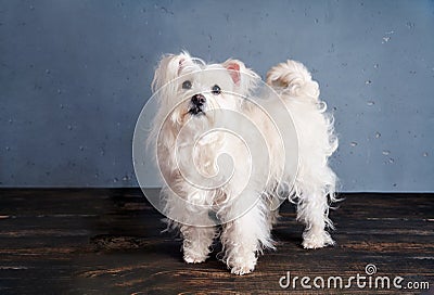 Adorable playful white dog breed posing in studio. Stock Photo