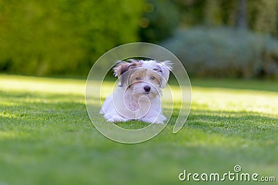 Adorable havanese maltese puppy backyard portrait Stock Photo