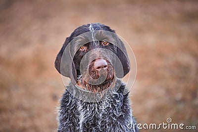 Adorable portrait of shorthaired pointer dog. Stock Photo